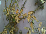 IMG00389-20121004-1412.jpg