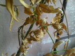 IMG00391-20121004-1412.jpg