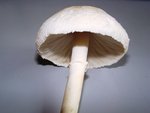 DSC09369.JPG