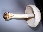 DSC09370.JPG