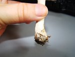 DSC09366.JPG
