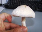 DSC09365.JPG