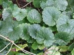 Plante invasive 001.jpg