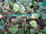 Plante invasive 004.jpg