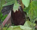 les aubergines dans BRF.jpg