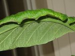 datura 2.jpg