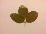 feuilles3.jpg