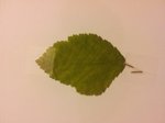 feuille2.jpg