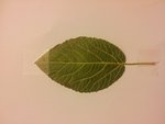 feuille5.jpg