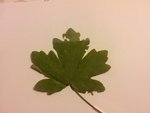 feuille7.jpg