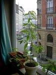 desmodium1.jpg