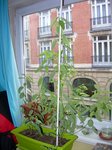 desmodium2.jpg