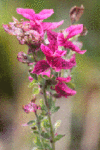 IMG_9231b.gif