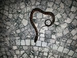 Serpent.jpg