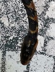 tete serpent.jpg