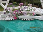 Asters 1X.jpg