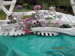 Asters 2X.jpg