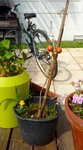 Plant tout sec (et pourtant arrosé, même l'oeillet d'inde à son pied fait la gueule...