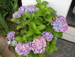 DSC05994.JPG