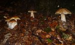 boletus édulis 4bis.jpg