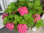 DSC05995.JPG
