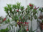 DSC05998.JPG