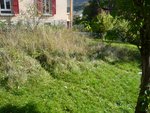le petit champ d'herbes hautes dont le potager pourrait coller à