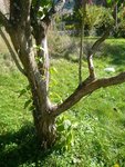 le lilas et son tronc
