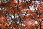 A10.Pal.Kyoto_KYO2437 - copie001.JPG