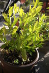 citrus senegal.jpg