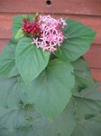 plante rose 1.jpg