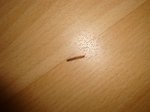 mille-pattes-dsc03489-img.jpg