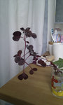 IMAG0555.jpg