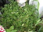 DSC06004.JPG