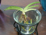 ma vanda naine qui me fait 3 ramifications de racines (enfin! elle etait en inertie totale)