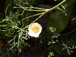mini-100_1831.JPG
