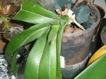 phal rose en sauvetage recupere de la poubelle