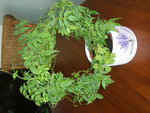 jasmin de chine