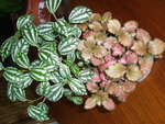 mon pilea et mon fittonia qui ont subi une attaque de cochenilles farineuses que j'ai eradiquees au savon insecticide (ca c'est l'imprevu)
