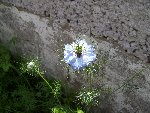 mini-100_1832.JPG