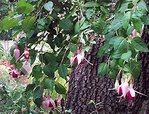 Fuchsia retombant