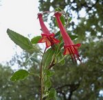 Fuchsia du cap