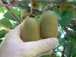 kiwis le 23 aout0.jpg