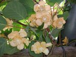 kiwis en fleurs 0.jpg