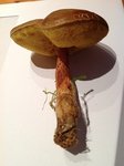 Le champignon en question!