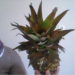 dernier ananas.png