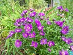 jardin 005.JPG