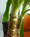 DSCN0431.JPG