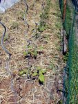 plants_de_tomates_dans_seigle_coupé.JPG
