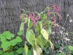 DSCN8351.JPG
